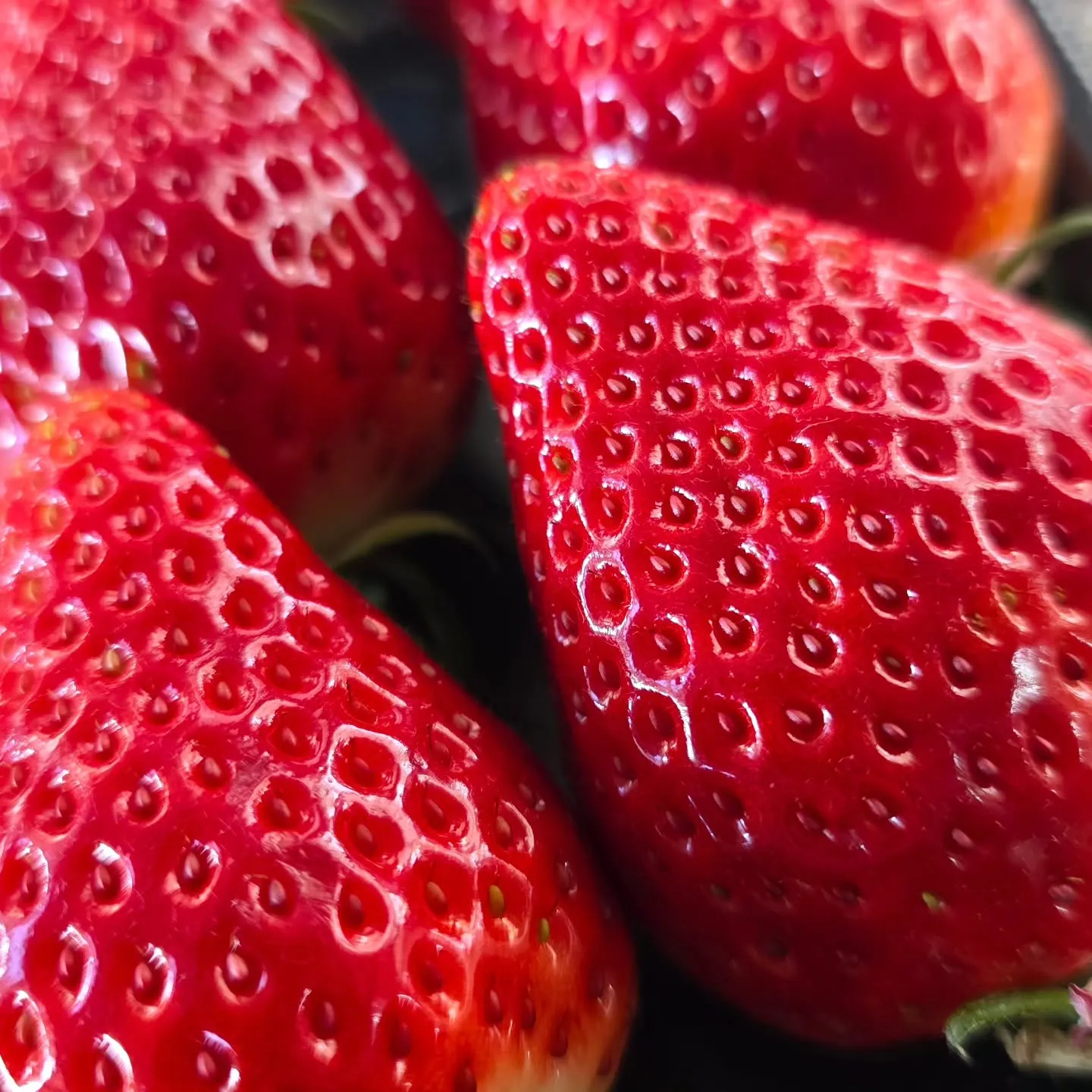 いちごの季節が来ましたよぉー!!!!